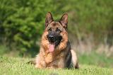 BERGER ALLEMAND 1371
